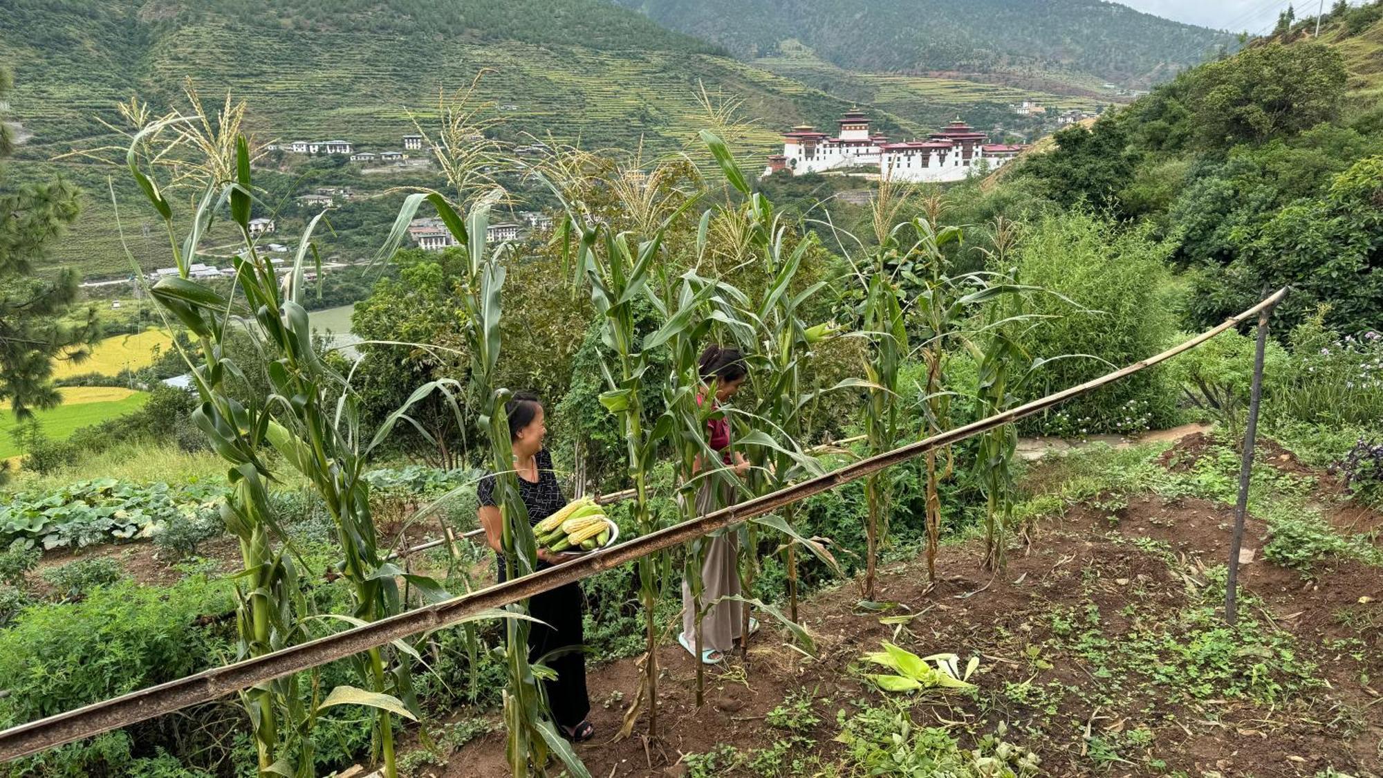 Wangdue Ecolodge Wangdue Phodrang Екстериор снимка