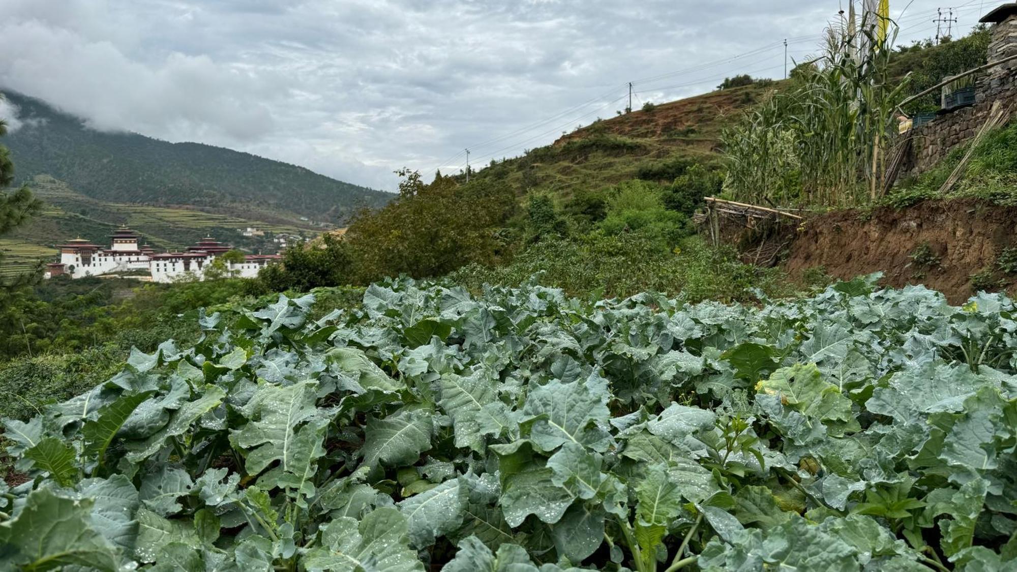 Wangdue Ecolodge Wangdue Phodrang Екстериор снимка