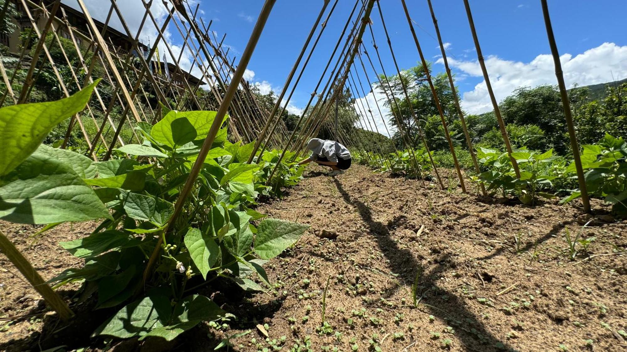 Wangdue Ecolodge Wangdue Phodrang Екстериор снимка